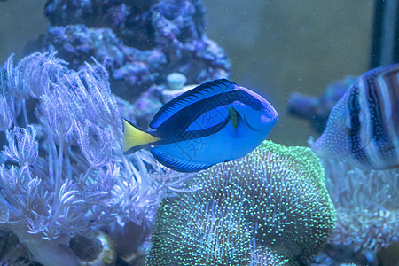 鱼类海洋热带水族馆潜水珊瑚红色野生动物动物黄色蓝色图片