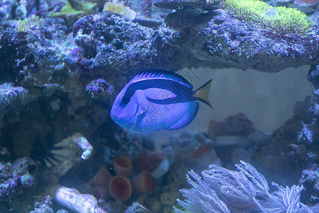 鱼类热带珊瑚动物海洋潜水水族馆野生动物红色蓝色黄色图片