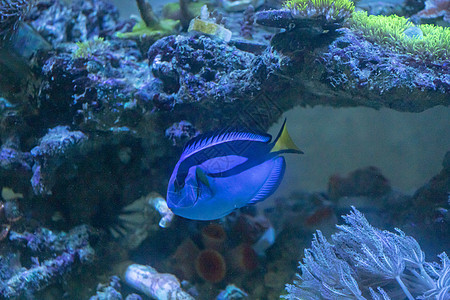 鱼类动物野生动物珊瑚礁热带黄色蓝色珊瑚红色水族馆生活图片
