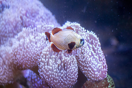 鱼类红色蓝色生活水族馆热带海洋动物珊瑚黄色潜水图片