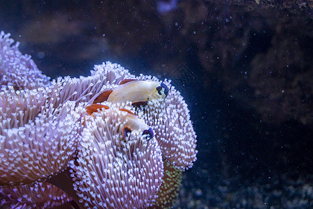 鱼类野生动物红色珊瑚生活水族馆热带黄色海洋潜水珊瑚礁图片