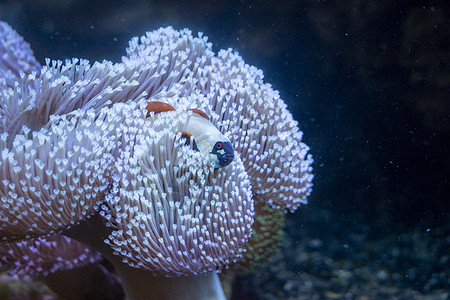 鱼类海洋水族馆生活黄色珊瑚动物热带红色珊瑚礁蓝色图片