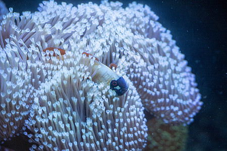 鱼类水族馆潜水红色珊瑚礁海洋热带动物生活黄色珊瑚图片