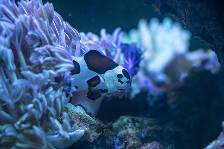 鱼类珊瑚礁红色黄色动物水族馆生活热带蓝色潜水珊瑚图片