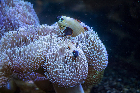 鱼类生活红色蓝色黄色珊瑚海洋热带珊瑚礁动物野生动物图片