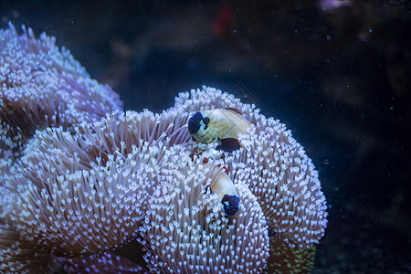 鱼类生活红色水族馆野生动物热带动物黄色潜水珊瑚礁海洋图片