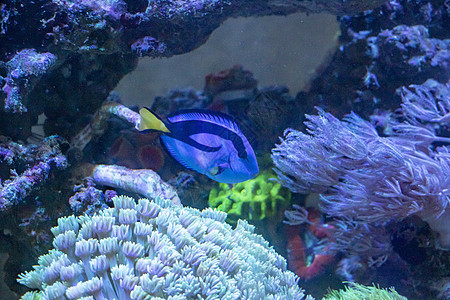 鱼类黄色海洋蓝色野生动物珊瑚生活动物珊瑚礁红色潜水图片