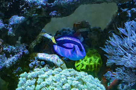 鱼类红色珊瑚水族馆海洋热带生活珊瑚礁动物黄色潜水图片