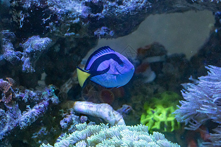 鱼类野生动物水族馆黄色潜水蓝色红色海洋动物珊瑚珊瑚礁图片