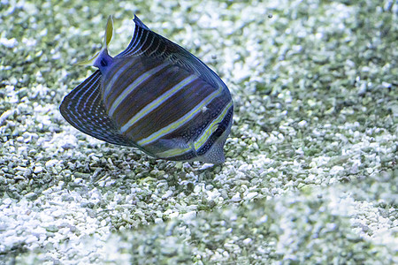 鱼类生活蓝色热带水族馆珊瑚黄色珊瑚礁野生动物动物海洋图片