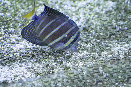 鱼类蓝色珊瑚红色生活热带水族馆野生动物动物潜水海洋图片