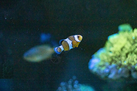 鱼类水族馆珊瑚潜水热带黄色红色珊瑚礁海洋生活动物图片