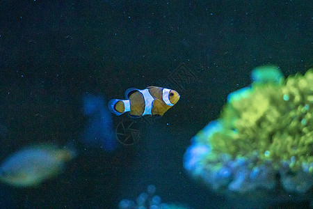 鱼类动物水族馆珊瑚海洋蓝色珊瑚礁黄色野生动物生活热带图片