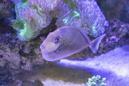 鱼类珊瑚礁水族馆野生动物动物热带黄色生活潜水蓝色红色图片