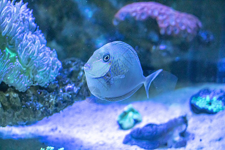 鱼类海洋野生动物蓝色珊瑚水族馆黄色热带生活红色动物图片