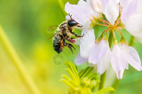 蜜蜂和克罗弗蜂蜜绿色昆虫野生动物宏观黑色熊蜂荒野黄色花粉图片