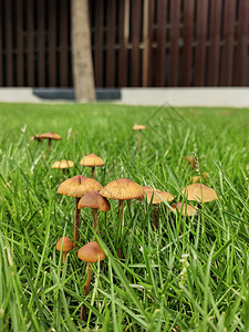 草地上有很多蘑菇荒野食物森林苔藓宏观自然棕色季节毒菌菌类图片