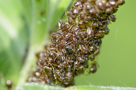 蚂蚁特写蚂蚁和虫类人群宠物木匠苍蝇身体昆虫宏观野生动物配种环境背景