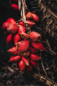 沙拉克(Salak)皮尔 又称蛇果图片