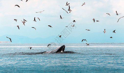 飞鲸布氏鲸 伊甸鲸 在泰国湾吃鱼野生动物荒野生活濒危潜水座头鲸蓝色游泳精子海洋背景