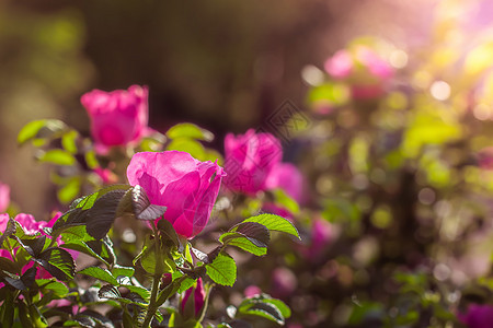 粉红蜡烛花的春天图片