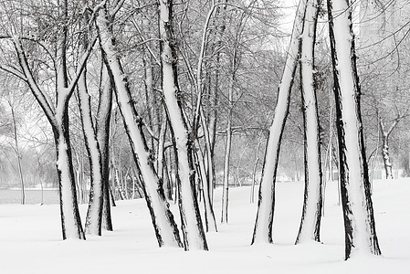U基辅Dnieper河附近Natokya公园的树木环境公园白杨天气反射场景冰川森林旅行季节图片