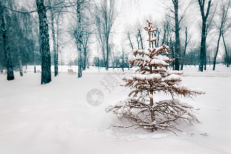 带雪的干箭头图片