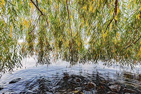 达尼珀河水上流淌的柳树窗帘反射银行支撑树叶岩石季节垂柳阳光空间背光图片