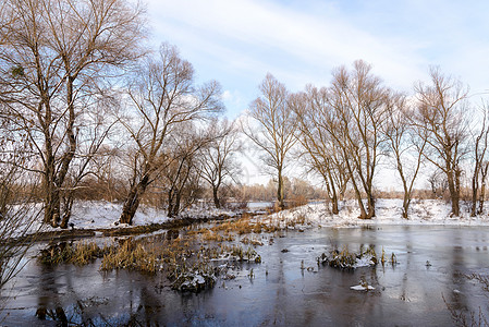 靠近第尼佩尔河的冬季树棕褐色芦苇池塘烟草香蒲反射阳光橡木天空季节图片