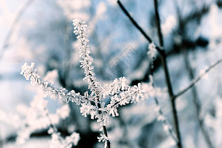 与白雪交织的宏枝条白色植物季节背景图片