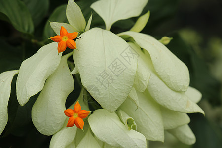 美丽的黄色 Mussaenda 花宏指令 白色种 Mussaenda 花开橙色花牡蛎植物学花瓣植物群花园佛灯植物森林热带园艺图片