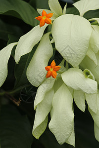 美丽的黄色 Mussaenda 花宏指令 白色种 Mussaenda 花开橙色花叶子花卉森林热带园艺花瓣植物群公园玫瑰生长图片
