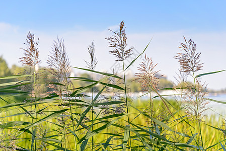 红花花蓝色季节棕色天空芦苇生长植物叶子绿色图片