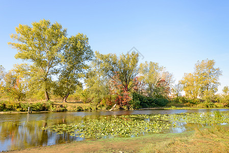 离河近的树木天空阳光晴天池塘森林荷花蓝色百合反射季节图片