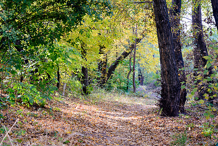 秋季森林木头车道公园国家人行道太阳绿色阳光小路晴天背景图片