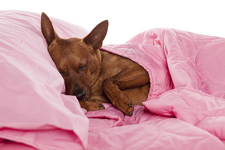 红皮人躺在床上寝具宠物亚麻白色小狗棕色枕头动物粉色睡眠图片