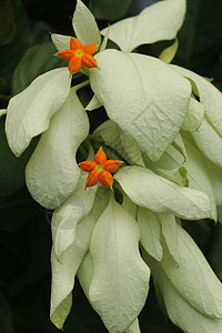 美丽的黄色 Mussaenda 花宏指令 白色种 Mussaenda 花开橙色花花瓣花园花卉玫瑰生长佛灯灌木植物园艺热带图片