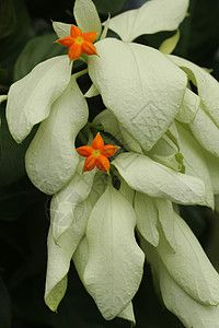 美丽的黄色 Mussaenda 花宏指令 白色种 Mussaenda 花开橙色花花瓣灌木森林叶子园艺热带花园植物学佛灯植物群图片
