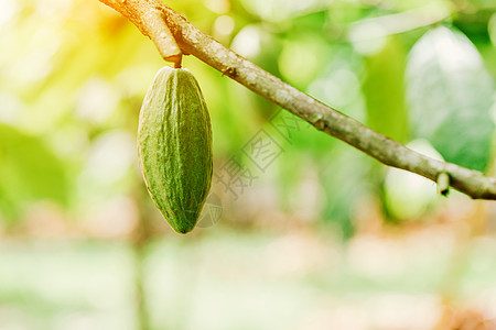 Cacao 树 天然有机可可果豆雨林异国丛林植物情调种植园巧克力生长种子可可图片