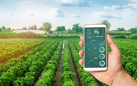 一只手拿着一部智能手机 上面有信息图表 背景是保加利亚甜椒种植园 农业 栽培 照料和收获 出售的农产品背景图片
