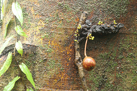 树干上成熟的杂色无花果果实 这些水果有花椰菜的生长习性 摄于印度尼西亚巴厘岛 榕树红色 furits 照片 树干特写中的果实框架图片