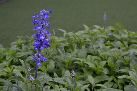 蓝色Salvia萨利维亚塔里那塞亚花园场地智者农业植物群花店园艺香味生长植物图片