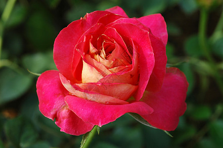 红玫瑰在花园的分行花粉庆典公园植物群荒野宏观场地花瓣树叶衬套图片