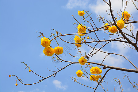 蓝色花花瓣自然夏天高清图片