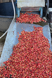 咖啡桶Coffe Berry生长控制食物浆果机器植物产品商业热带制造业图片