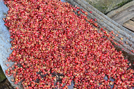 咖啡桶Coffe Berry产品浆果制造业工厂农业制浆叶子商业农场发酵图片