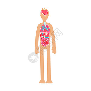 人体解剖平面彩色矢量不露面特征图片