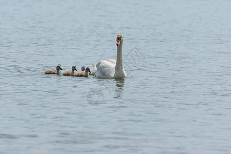 一只天鹅cygnus和她的天鹅小鸡在湖上游泳家庭荒野小鸭子兄弟姐妹鸭子水禽翅膀池塘后代女性图片
