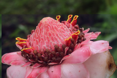 盛开的 菲律宾蜡花 印度尼西亚高姜 背景模糊的红姜百合 热带花卉红色火炬姜 特写鲜艳的粉红色花朵花园生长植物生态荒野情调叶子异国春天高清图片素材