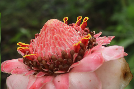 盛开的 菲律宾蜡花 印度尼西亚高姜 背景模糊的红姜百合 热带花卉红色火炬姜 特写鲜艳的粉红色花朵花园叶子情调花瓣生长植物群异国植健康高清图片素材